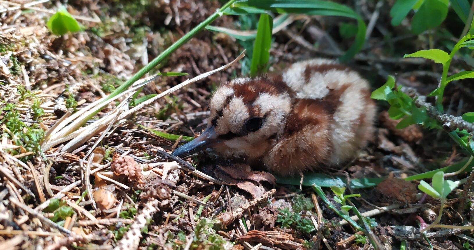 detský vták ležiaci na zemi
