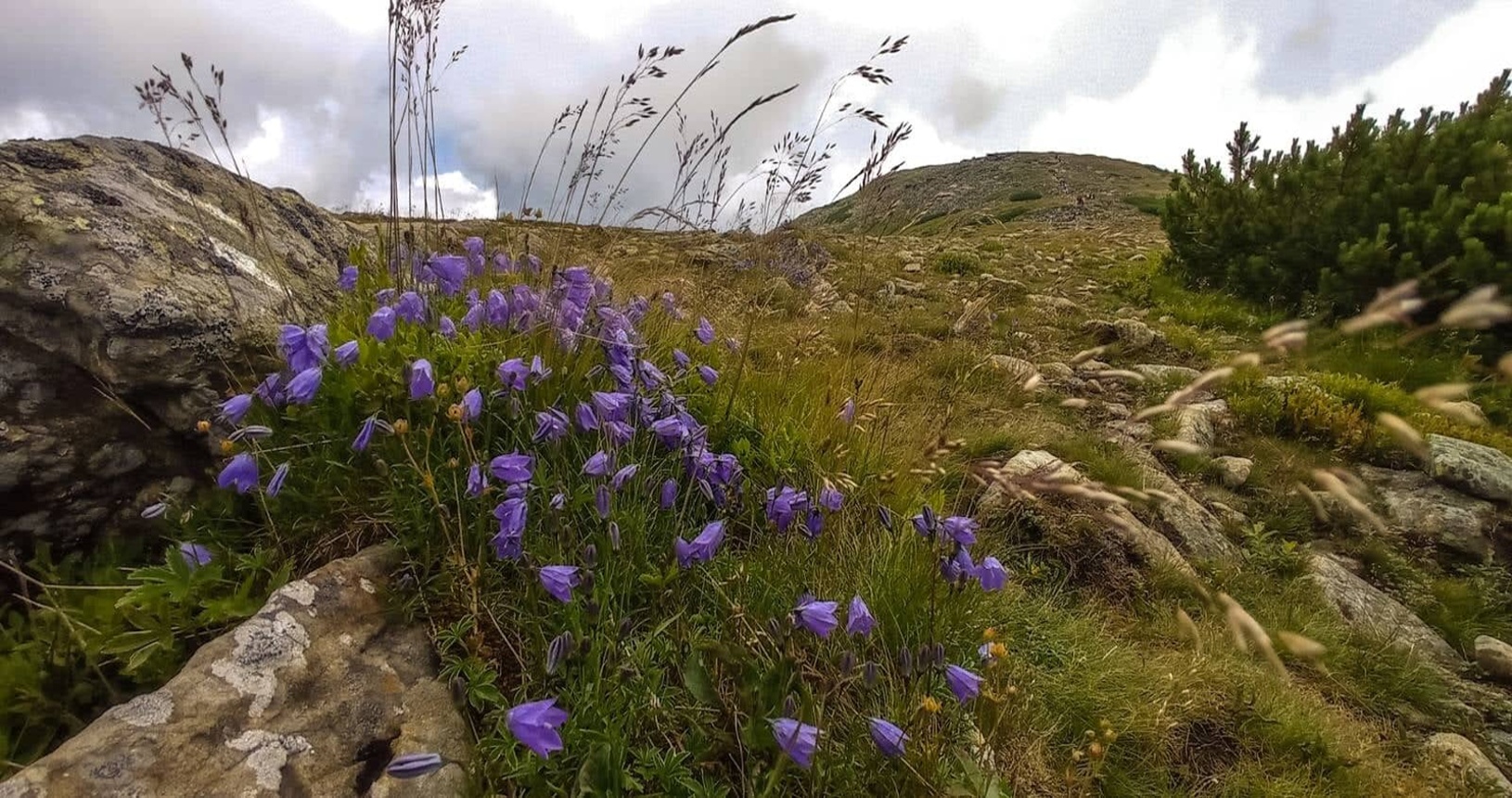 zblízka pohľad na kvet, ktorý rastie na skalnatom svahu