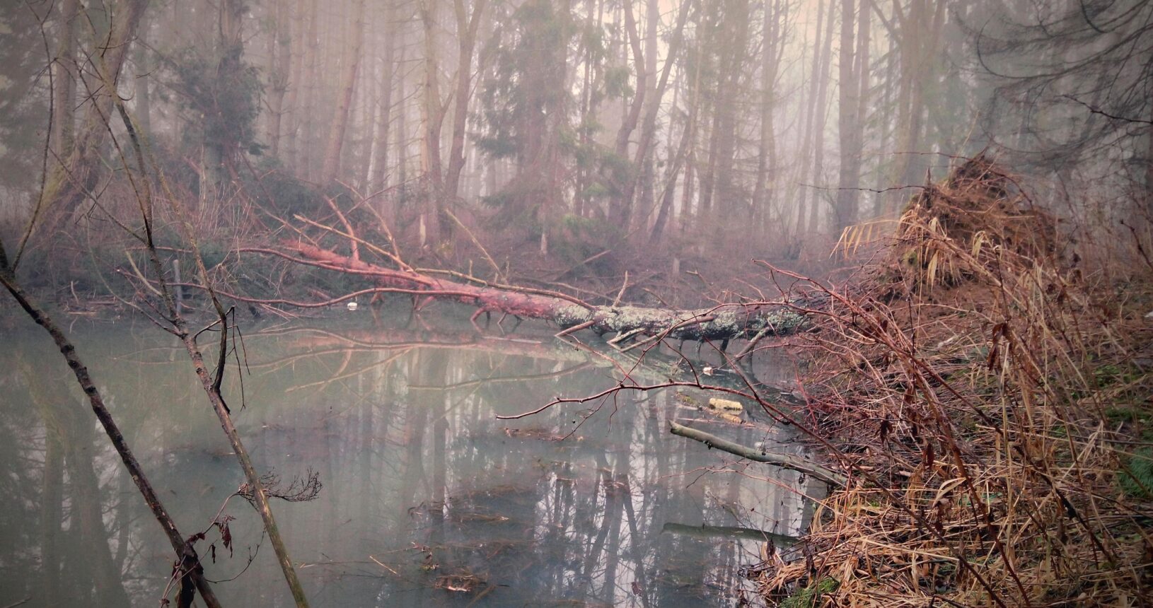 rieka tečie lesom so stromom v pozadí
