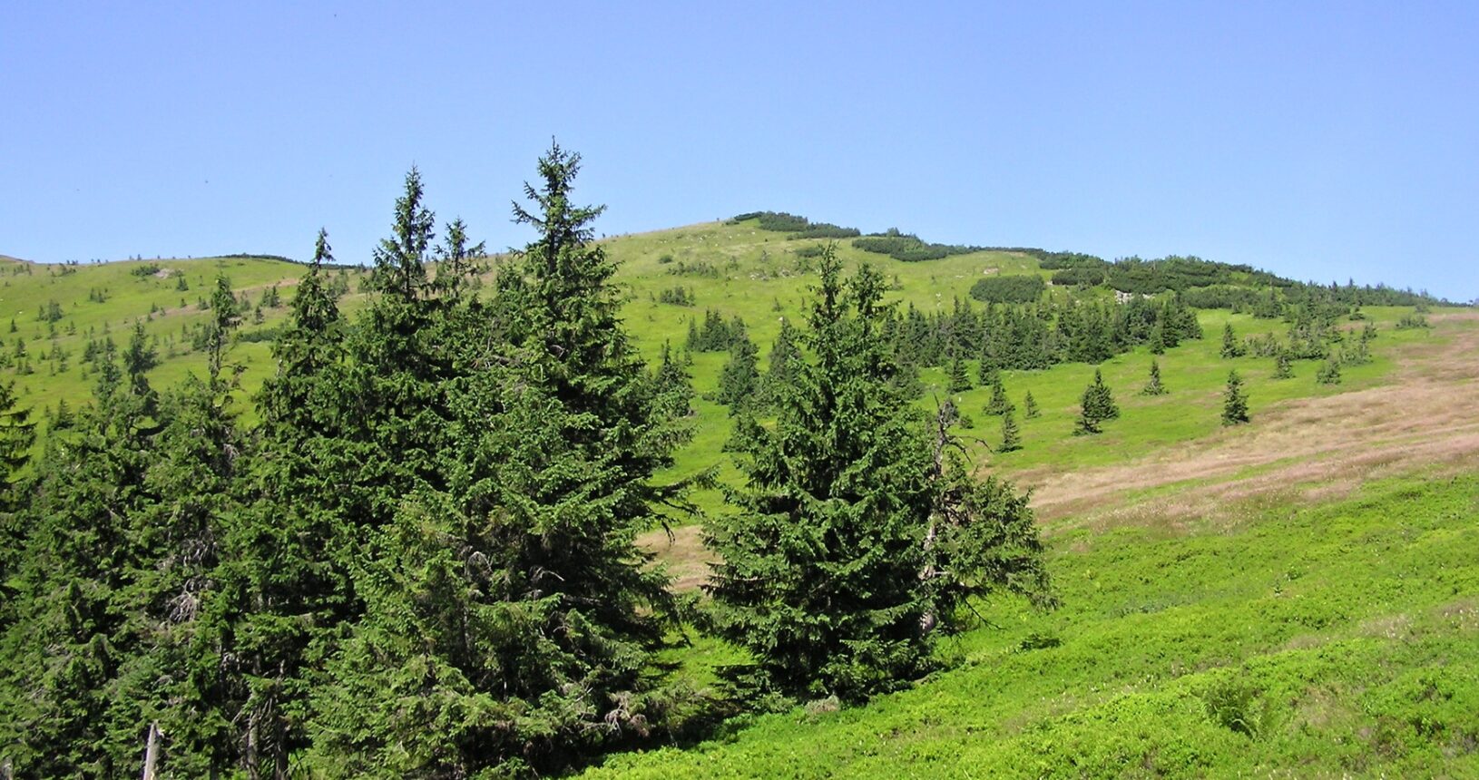 výhľad na svah s borovicami na slnečný deň