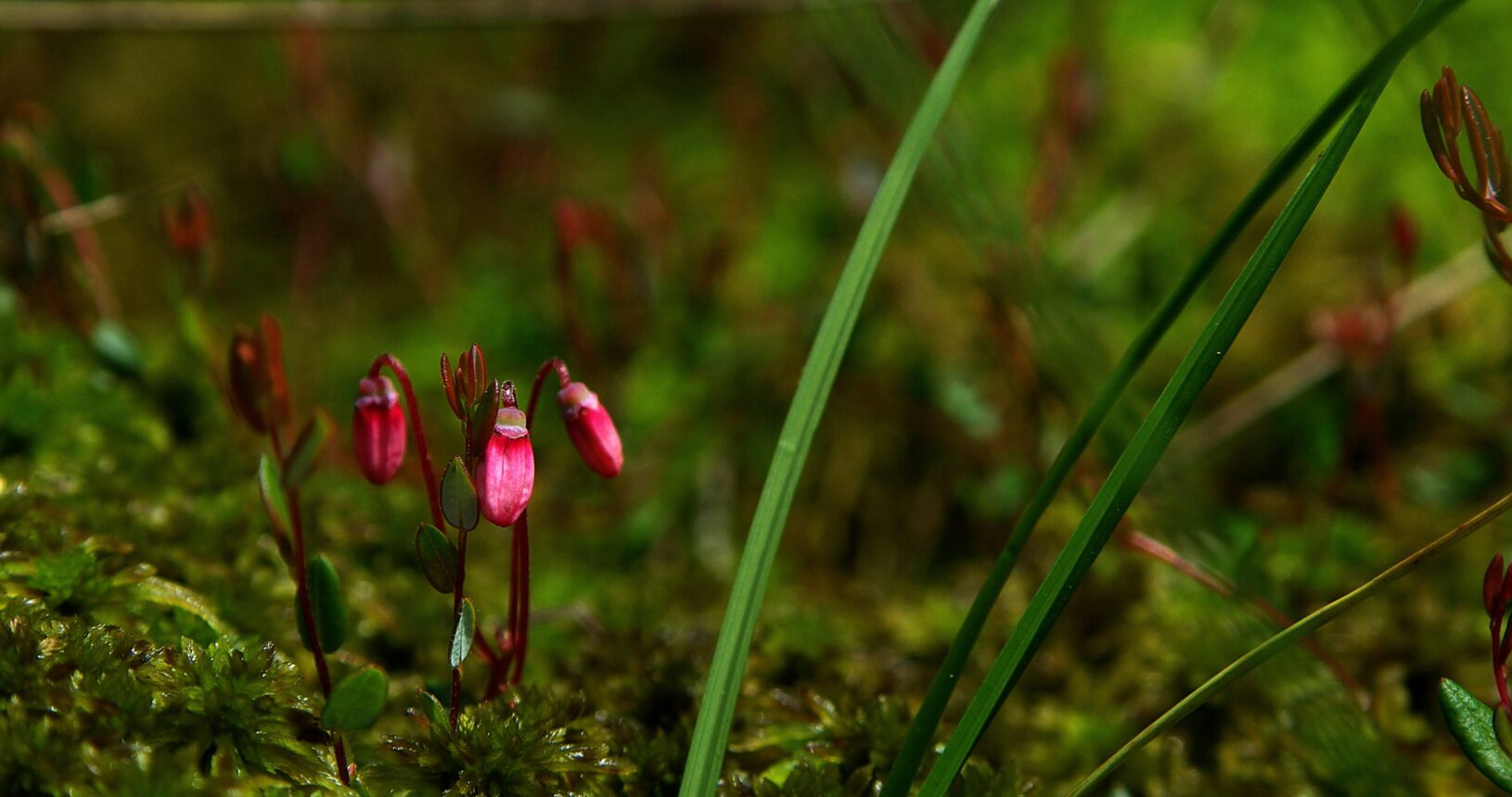 malá skupina ružových kvetov rastúcich medzi machom a trávami