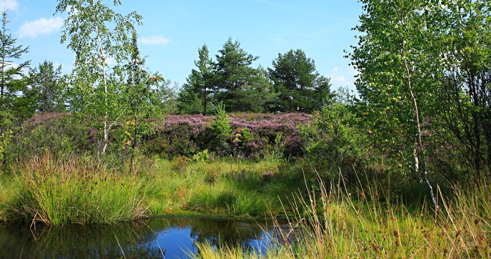 rybník obklopený stromami a trávou